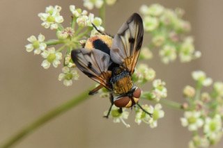 PHASIE CRASSIPENNE - 08_2018 - Jolie mouche qui parasite certaines espèces de punaises. ISABELLE TURBAN